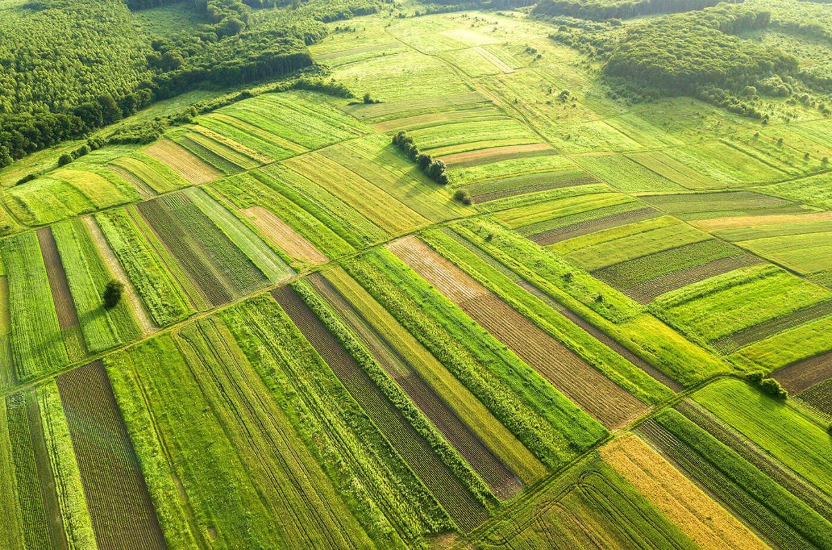 Grow Something Green! Plants in Plant-Based!