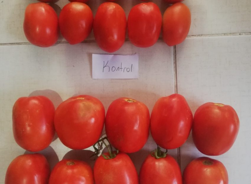 Domates Denemesi